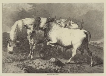 Chillingham-Wildrinder